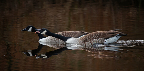 Canada geese on the lake preparing for breeding