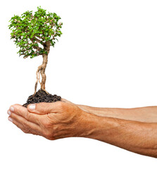 Human hands holding perfect growing tree plant on soil
