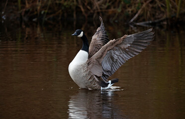 Canada geese on the lake preparing for breeding © Stephen