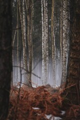 Vertical shot of the tall thin pine trees in the forest with dried grass merged with a mist