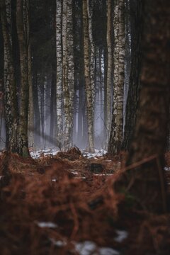 Vertical shot of an empty spring forest with melting snow
