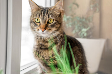 Pet and houseplant. Grey striped domestic cat sitting near the house plants. Image for veterinary clinics, sites about cats, for cat food. Kitten and home flower in a pot. Animals and home flowers