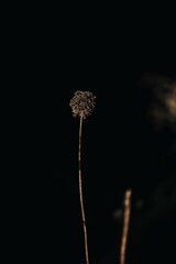 Vertical shot of a dry plant on a dark background