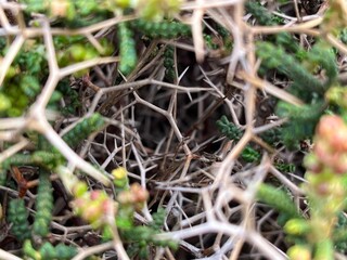Inside a bush with thorns  - stock photo