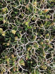 Large thorns in a green shrub - stock photo