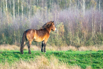A wild brown Exmoor pony, against a against a forest and reed background. in the nature reserve at Fochteloo, autumn colors in winter. The Netherlands. Selective focus, lonely, one animal.