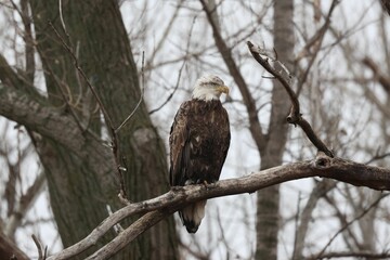 Closeup of a bald eagle, Haliaeetus leucocephalus perched on a branch.
