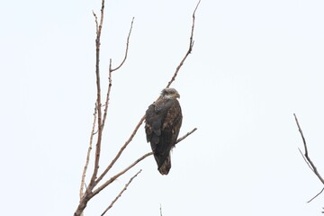 Closeup of a bald eagle, Haliaeetus leucocephalus perched on a branch.
