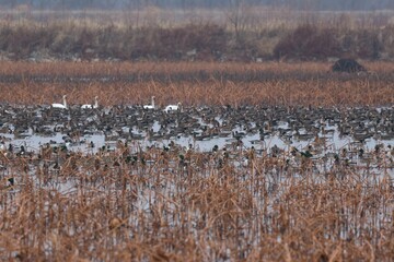 View of the marsh with waterfowl.