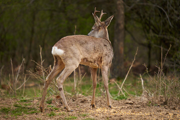 Roebuck in the forest