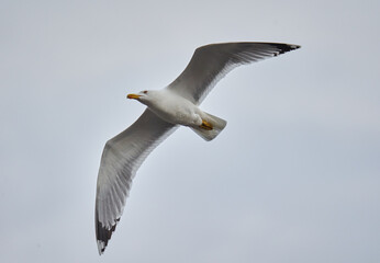 Seagull in flight