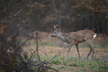 Roebuck in the forest