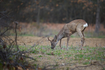 Roebuck in the forest