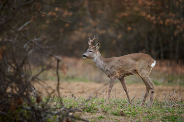 Roebuck in the forest