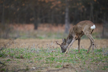 Roebuck in the forest
