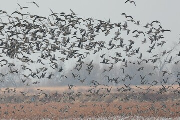 Flock of greater white-fronted geese, Anser albifrons migrating.