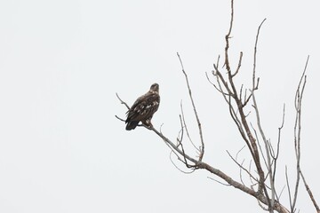 Juvenile bald eagle perched on a branch.