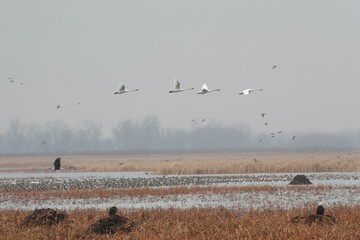Group of trumpeter swans, Cygnus buccinator during flight.