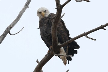 Closeup of a bald eagle, Haliaeetus leucocephalus perched on a branch looking at the camera.