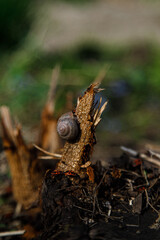 snail on a tree