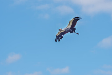 Grey crowned crane, golden crested crane in the blue sky. Summer landscape