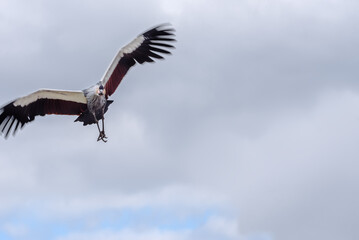 Grey crowned crane in the blue sky. Birds in the nature