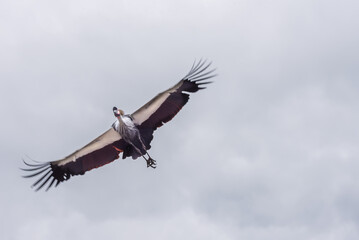 Grey crowned crane is flying in the blue sky. Birds in the nature