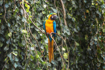 Blue-and-yellow macaw, Ara ararauna, the blue-and-gold macaw, a large South American parrot