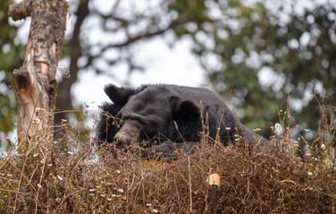 A Black Bear sleeping on the grass.