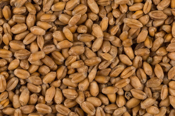 whole background of wheat grain