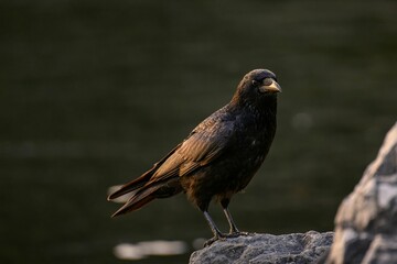 Selective focus shot of Carrion crow standing on a rock on blur background