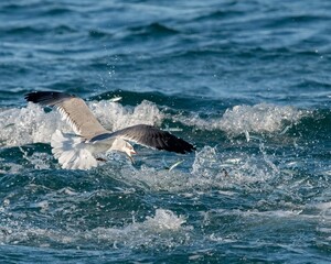Seagull, catching the fish on the sea surface, and fish jumping out the sea splashing the water