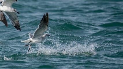 Close-up shot of gulls flying over blue seawater