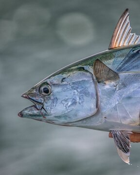 Closeup shot of a False Albacore with the shiny scale and a hand of a fisherman holding it