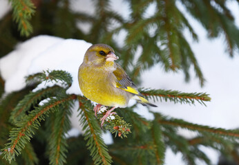 European greenfinch (Chloris chloris) sitting in the snowy spruce in winter.