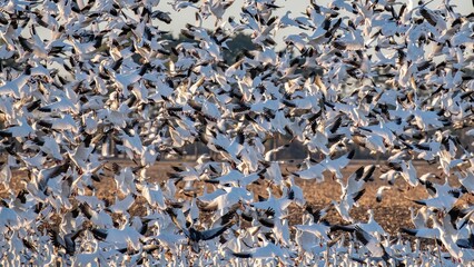 Large flock of seagulls and geese flying off from a seashore