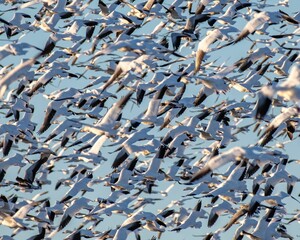 Group of snow geese migrating in the sky with the sun shining on them