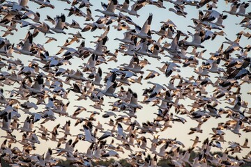 Large flock of seagulls and geese flying off from a seashore