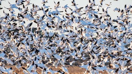 Beautiful shot of a group of birds migrating with the sun shining on them while flying