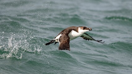 Graceful razorbill soaring over a serene body of water, riding a gentle wave