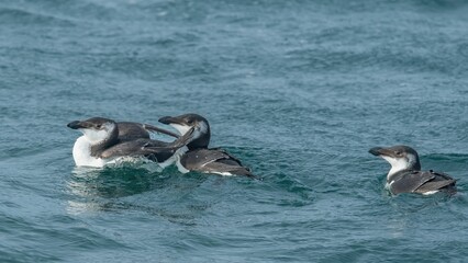 Small group of razorbills in a body of water