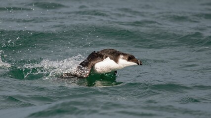 A razorbill glides through the water with its wings outstretched, creating a captivating scene