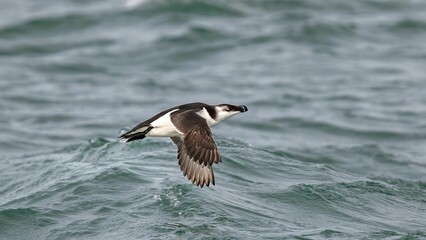 Graceful razorbill soaring over a serene body of water, riding a gentle wave