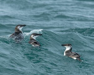 Razorbills swimming in the crystal clear waters of the ocean