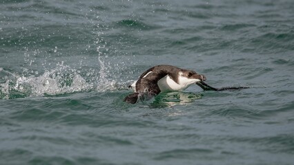 Fototapeta premium Striking image of a razorbill gliding over the surface of the water, wings outstretched in flight