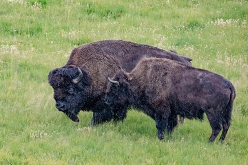 Fluffy big brown Buffalos in the green grass field on a sunny day