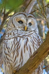Vertical low angle shot of a Barred Owl on a tree branch
