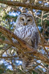 Vertical low angle shot of a Barred Owl on a tree branch