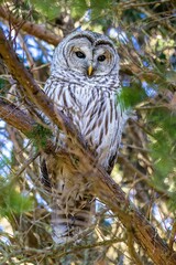 Vertical closeup of a barred owl (Strix varia) on a tree against blurred background