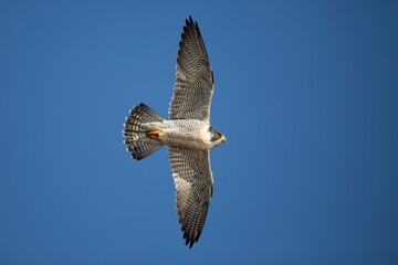 Closeup of a peregrine falcon (Falco peregrinus) during its flight